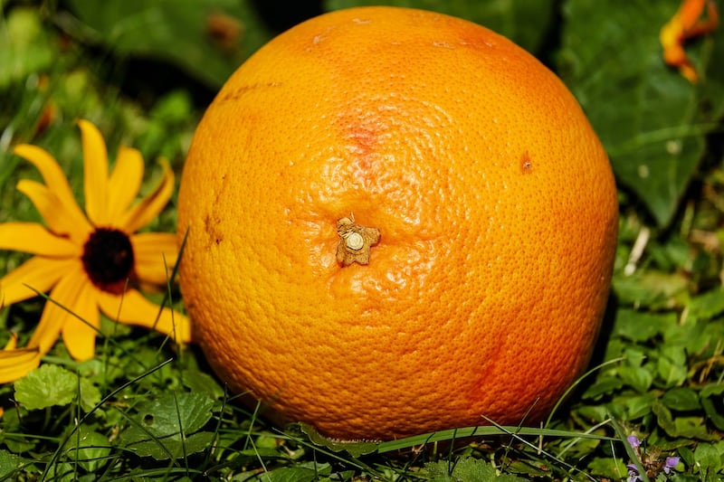 Pompelmo