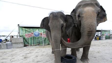Il circo Ringling Barnum dice addio agli elefanti