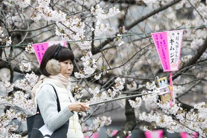 Lo spettacolo dei ciliegi in fiore a Tokyo 4
