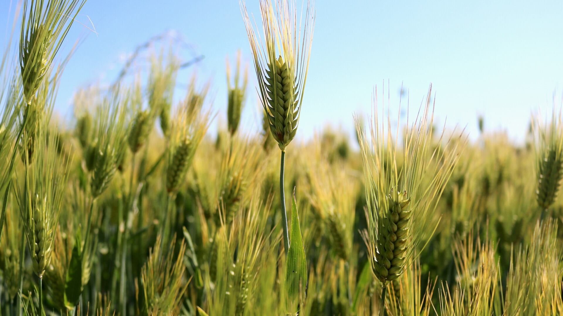Consorzi agrari d'Italia, tornano Le Giornate in Campo. L’appuntamento per misurare lo stato di salute dei più importanti cereali d’Italia