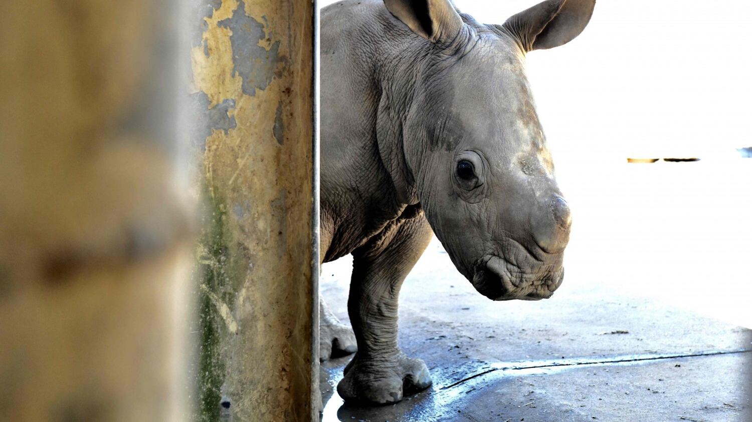 Taiwan, nato un cucciolo di rinoceronte bianco