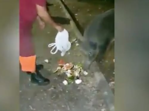 Operatori Ama danno cibo ai cinghiali. La Raggi: "Inaccettabile"