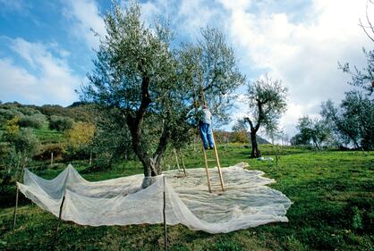 "La Liguria resta il territorio di elezione" 1