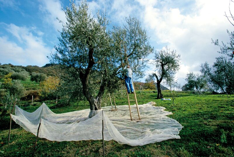 "La Liguria resta il territorio di elezione" 1