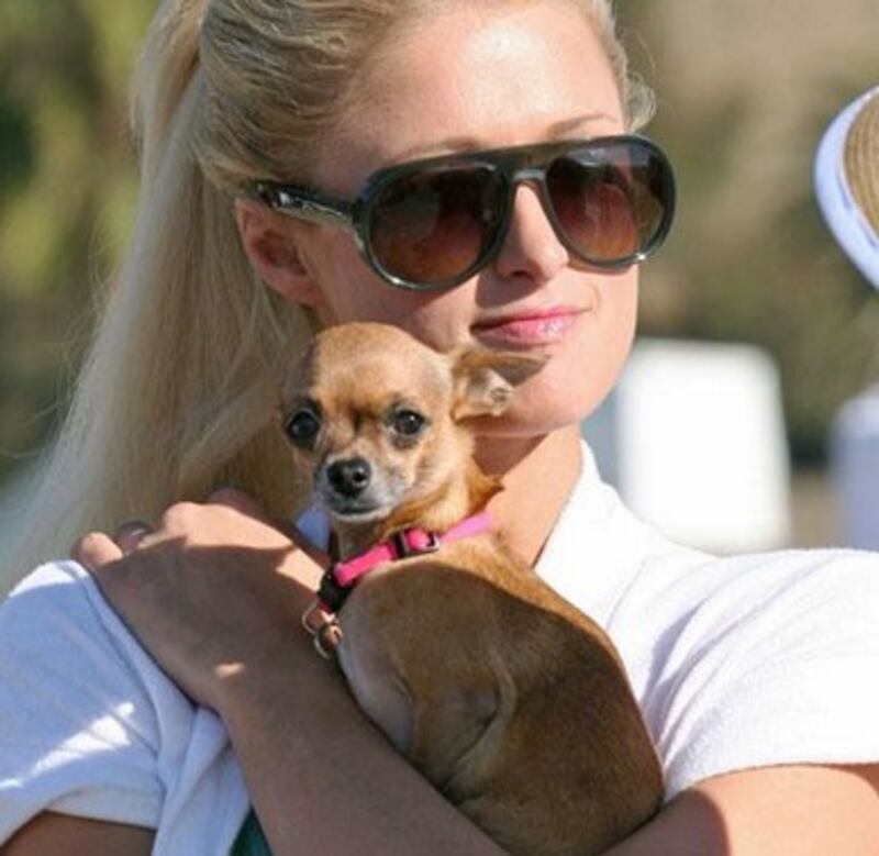 Paris Hilton su Instagram: "E' morta la mia Tinkerball" 8