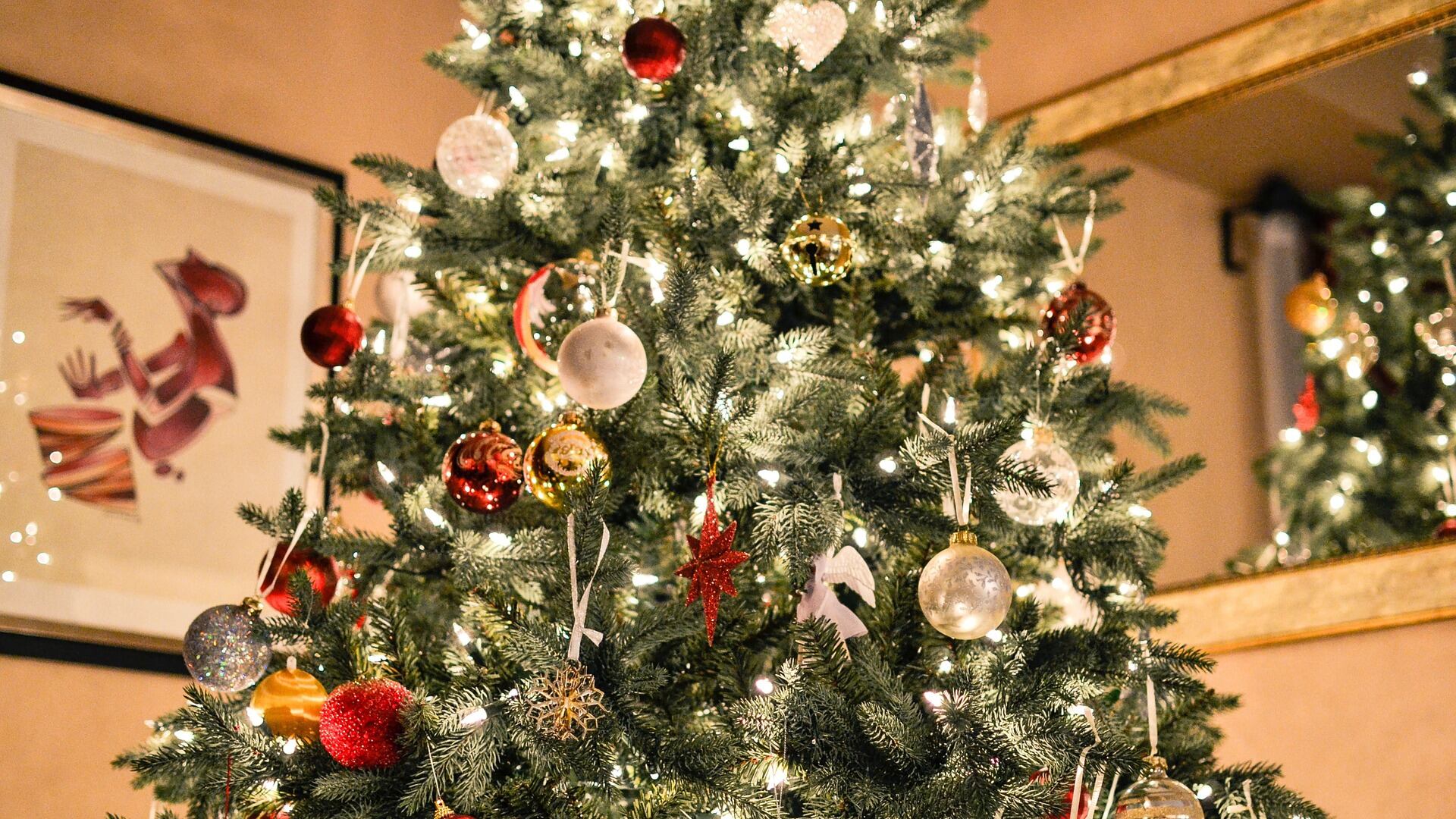 Come scegliere il miglior albero di Natale