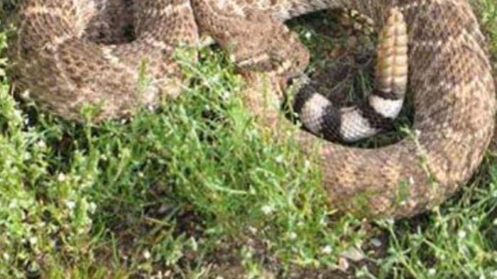 Repubblica Ceca: bambina morsa da serpente a sonagli nel giardino di casa