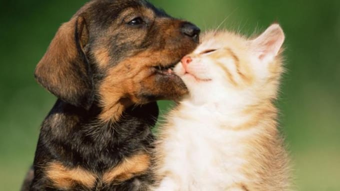 Il gatto che fa le fusa? Guarisce dallo stress (e nasconde una magia)