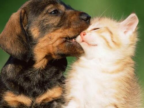 La ricerca che spiazza tutti: "I cani non si fidano del padrone nervoso"