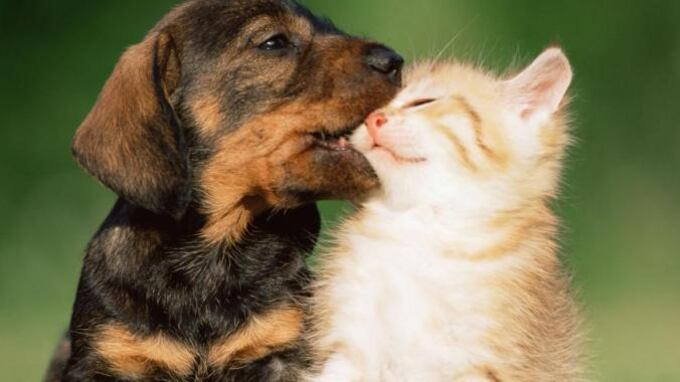 Il gatto che fa le fusa? Guarisce dallo stress (e nasconde una magia)
