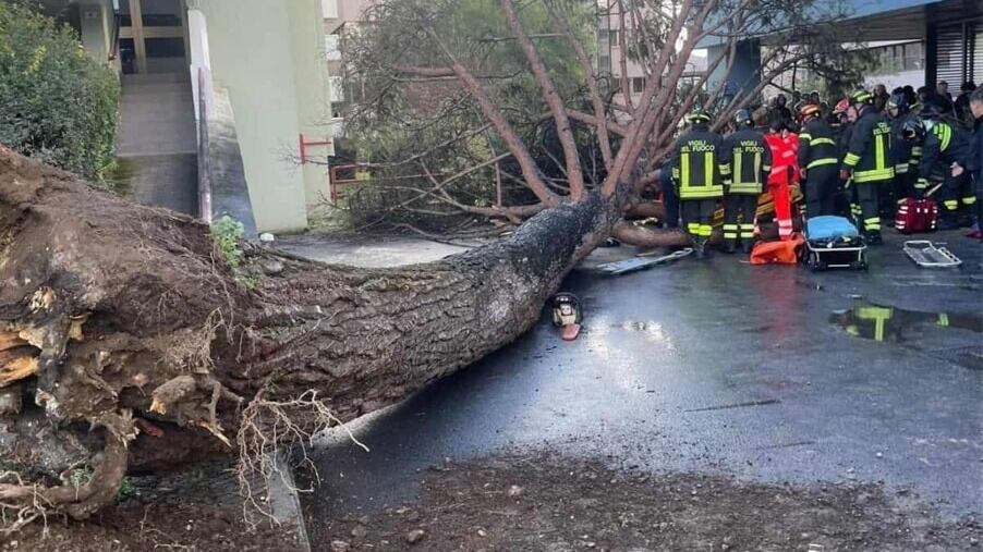 Paura al campus dell'università di Salerno, albero finisce sugli studenti: tre in codice rosso