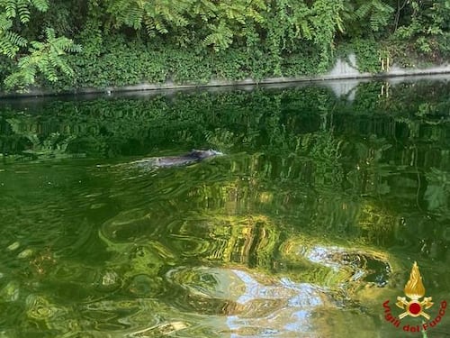 Milano come Roma: un cinghiale nuota in Darsena