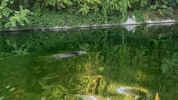 Milano come Roma: un cinghiale nuota in Darsena