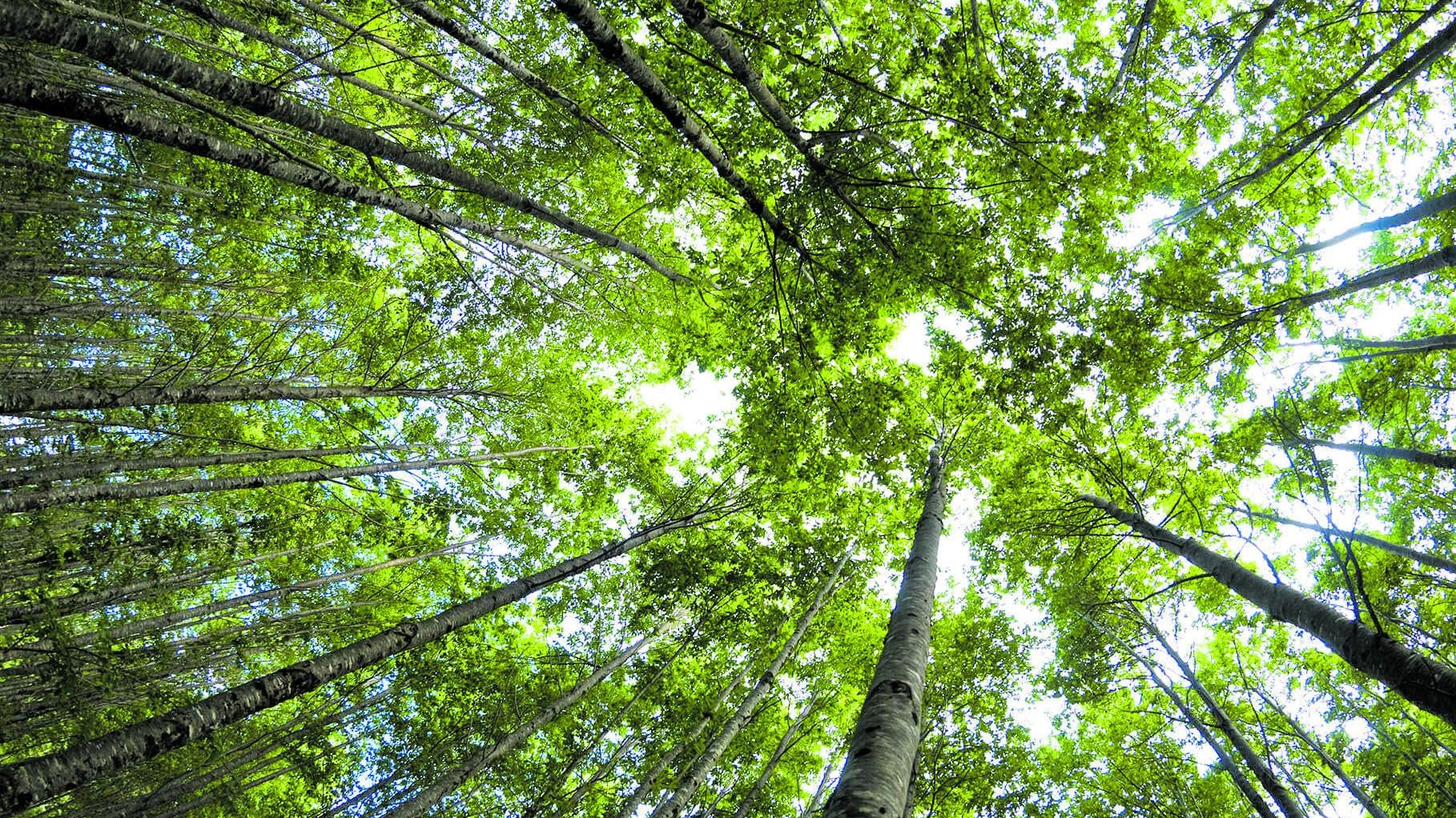 Foresta Madagascar