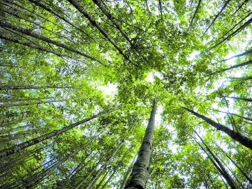 In Madagascar cresce la foresta che cattura tonnellate di CO2
