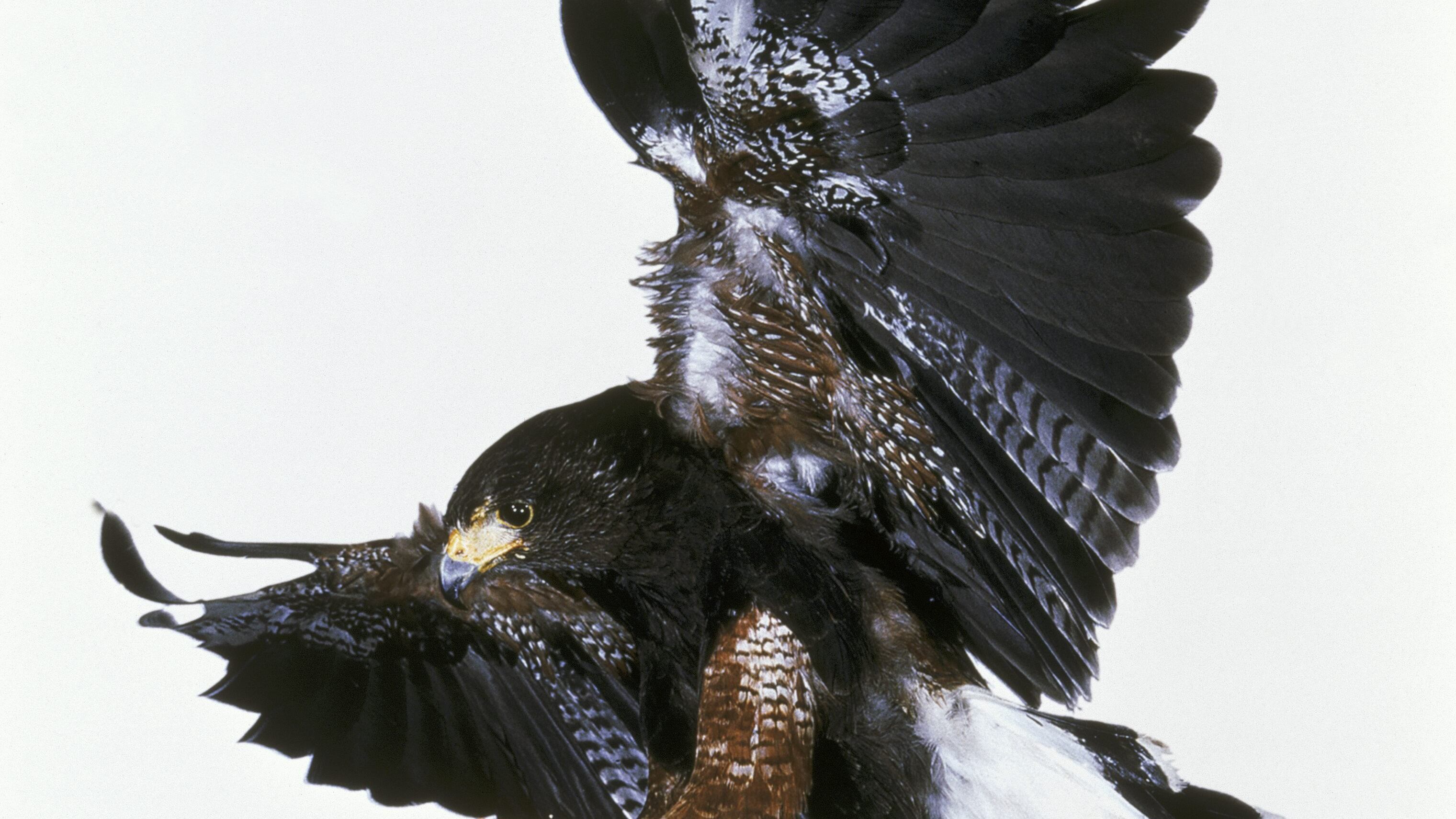 I controllori di volo? Hanno occhi di falco