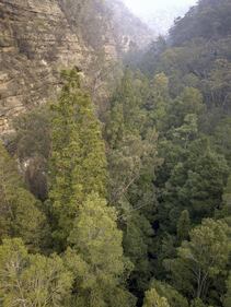Incendi Australia, in salvo il bosco degli alberi-dinosauro 6