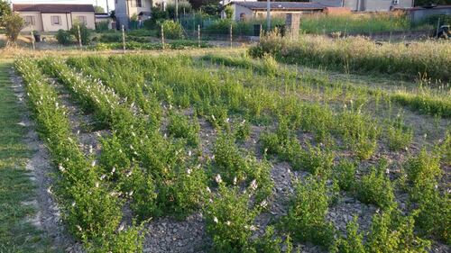 Le piantagioni di Gianluca: dalla menta cubana alla canapa tessile 2