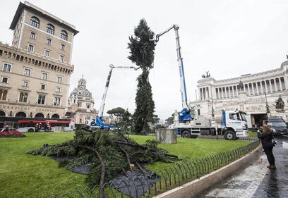 Il nuovo Spelacchio arriva a Roma, ma ha già i rami spezzati 1