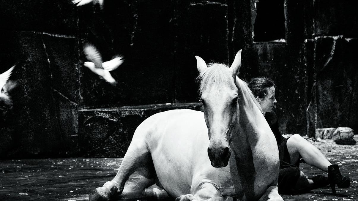 In scena "Falaise" ovvero la complicità uomini e animali