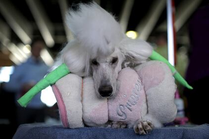 Cani bellissimi, e padroni molto orgogliosi 9
