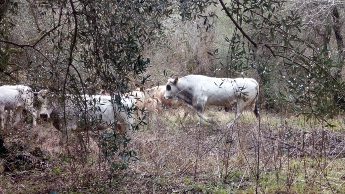 Imperia: 300 bovini selvatici sono diventati il terrore degli agricoltori