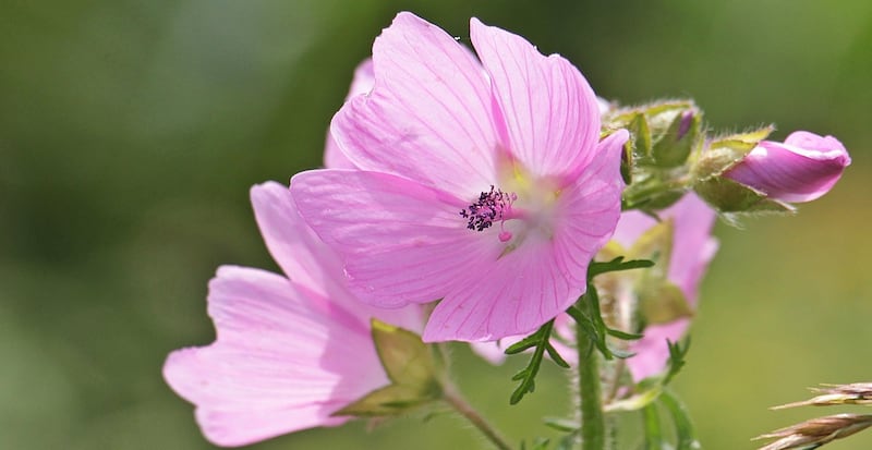 Malva