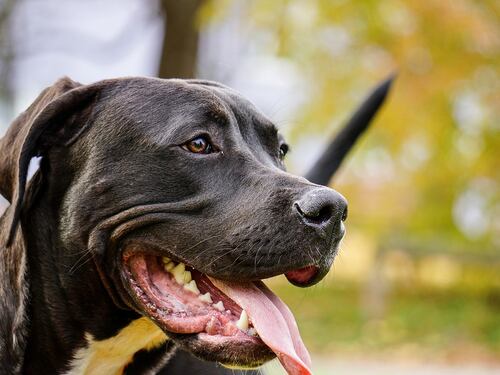 Fratellini aggrediti da un pitbull sfuggito al padrone