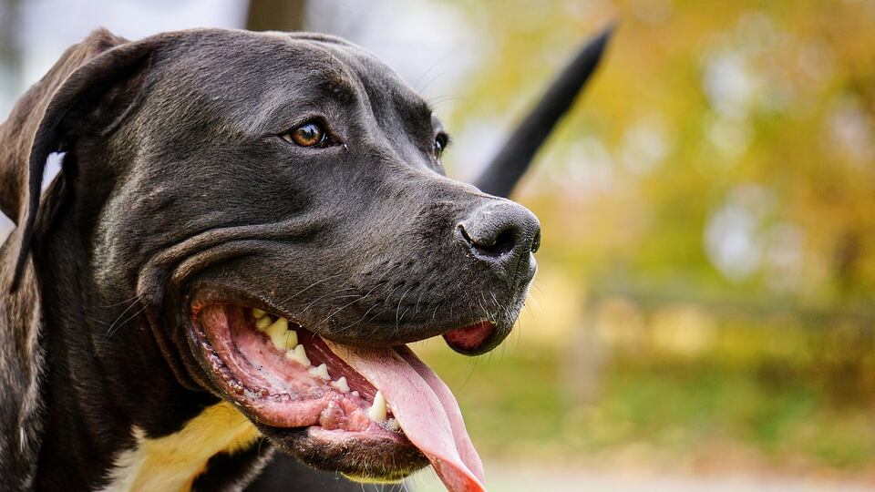 Annega il suo pitbull con un masso al collo. Il padrone? Solo multato