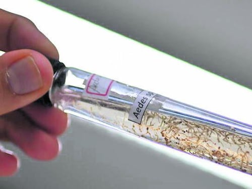 Virus chikungunya, allerta nel Veronese