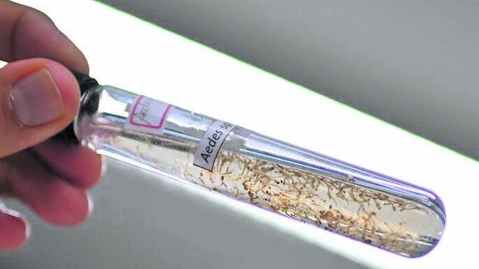 Virus chikungunya, allerta nel Veronese