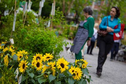 Orticola 2013, la mostra botanica 10