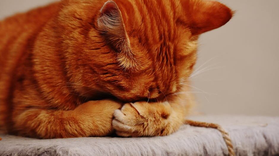 I gatti elisir per il cuore e l’umore