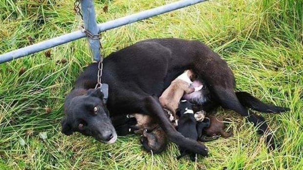 Incatenata e abbandonata con i cuccioli appena nati: salva la cagnetta