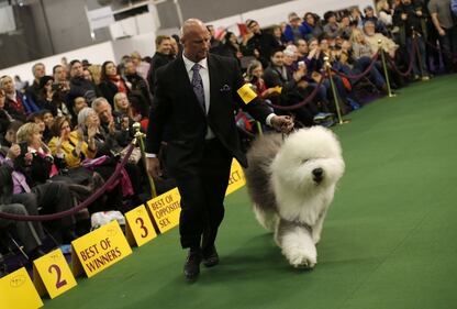 Cani bellissimi, e padroni molto orgogliosi 19