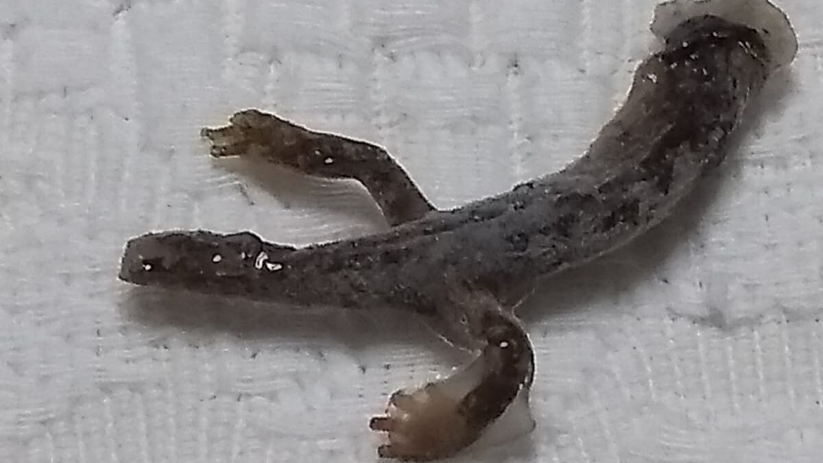 Riempie bottiglia d'acqua e dal rubinetto esce pure una salamandra