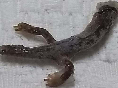Riempie bottiglia d'acqua e dal rubinetto esce pure una salamandra