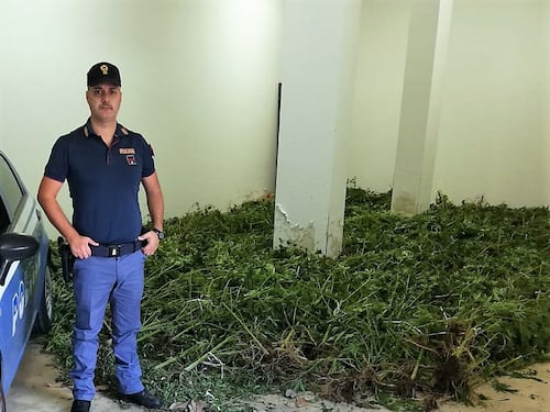 Palermo, scoperta una vasta piantagione di marijuana in una contrada di Misilmeri