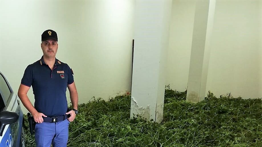 Palermo, scoperta una vasta piantagione di marijuana in una contrada di Misilmeri