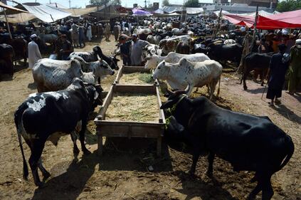 Afghanistan, i preparativi per l'Eid 6