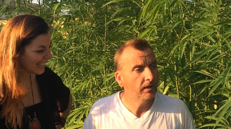 Le piantagioni di Gianluca: dalla menta cubana alla canapa tessile 7