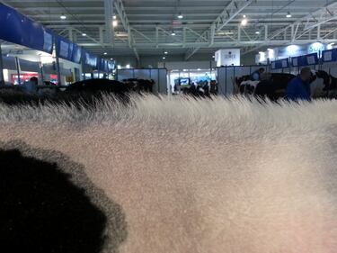 A Cremona le mucche si rifanno il look 9