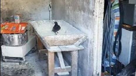 Produceva pane tra animali, feci e sporcizia: denunciato