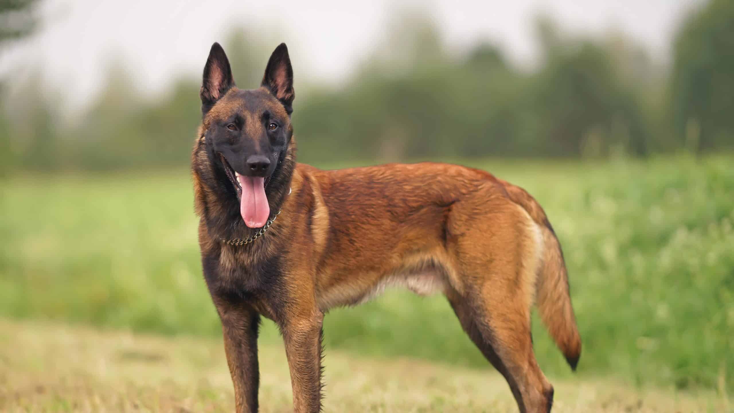 Dal Border Collie al Labrador: ecco quali sono i cani più intelligenti