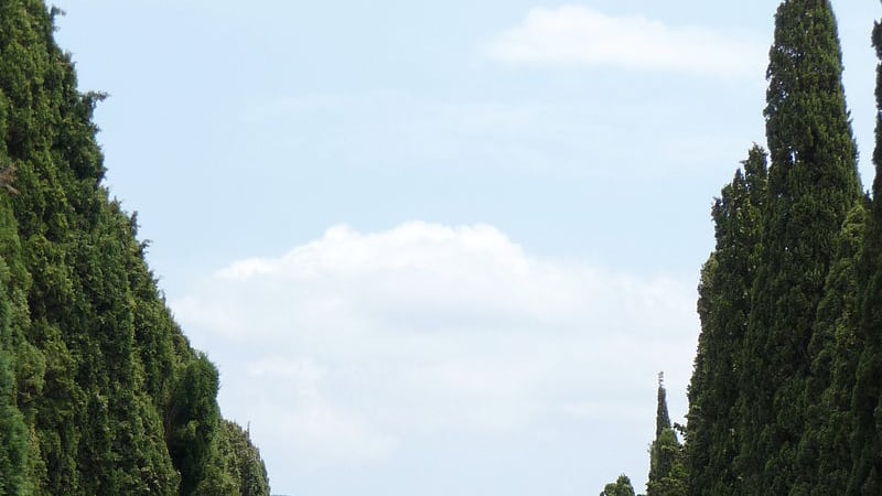 I cipressi di Bolgheri stanno morendo. Li salverà la clonazione?