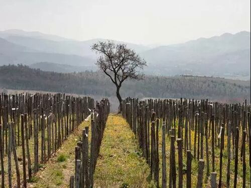 Habemus un grande vino