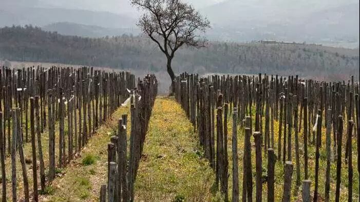 Habemus un grande vino
