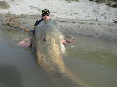 Pesce siluro da record pescato nel Po 3