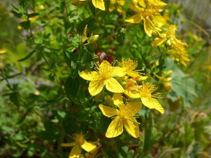 erba di san giovanni