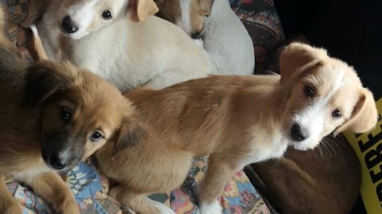 Nepal e Cina, Sono ancora troppi i sacrifici di animali